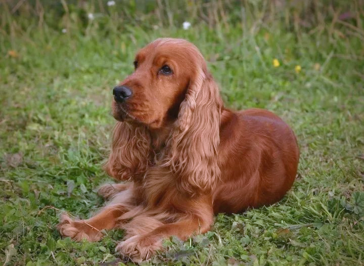 美国可卡犬:展现迷人风采的猎犬新宠!