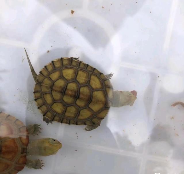 论如何选择小青苗子