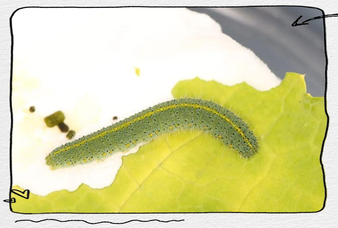 菜粉蝶的蛹与东方菜粉蝶的蛹