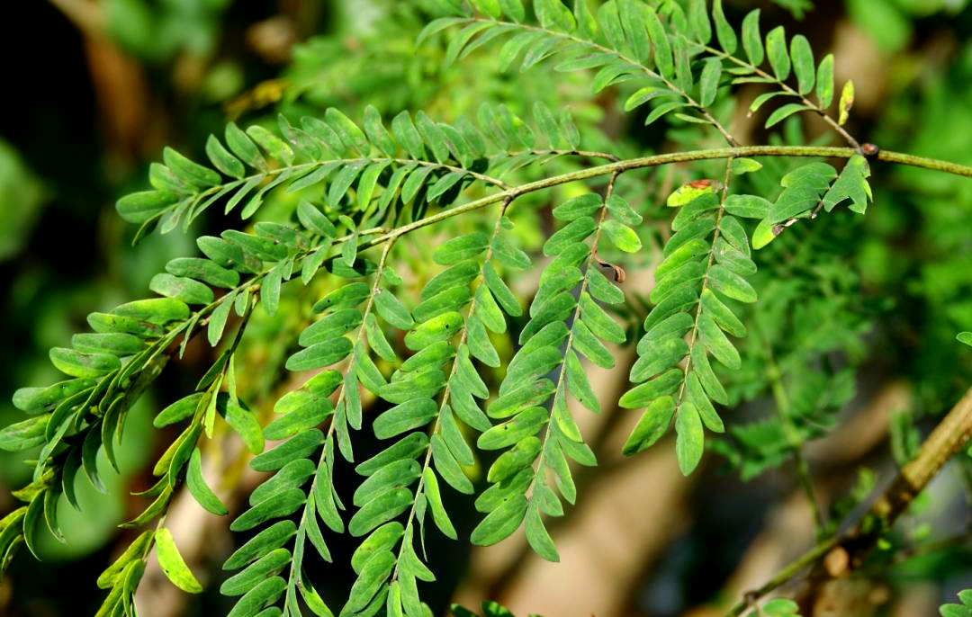 银合欢:一种生长迅速且繁殖能力强的热带植物