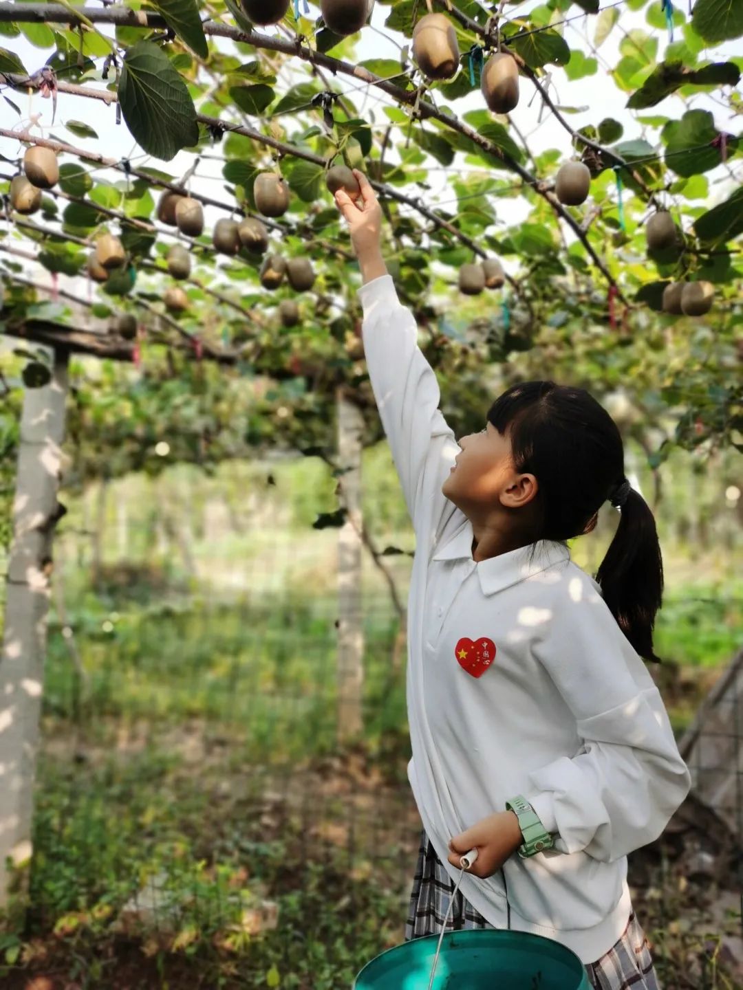 果园里采摘猕猴桃.