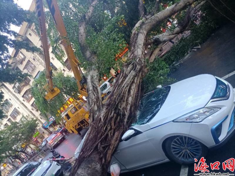 车身凹陷,车窗破裂 海口义龙西路大树倒下砸坏路边汽车「图」