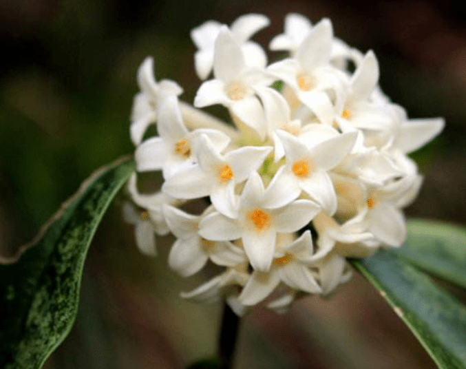 米叶瑞香花图片图片