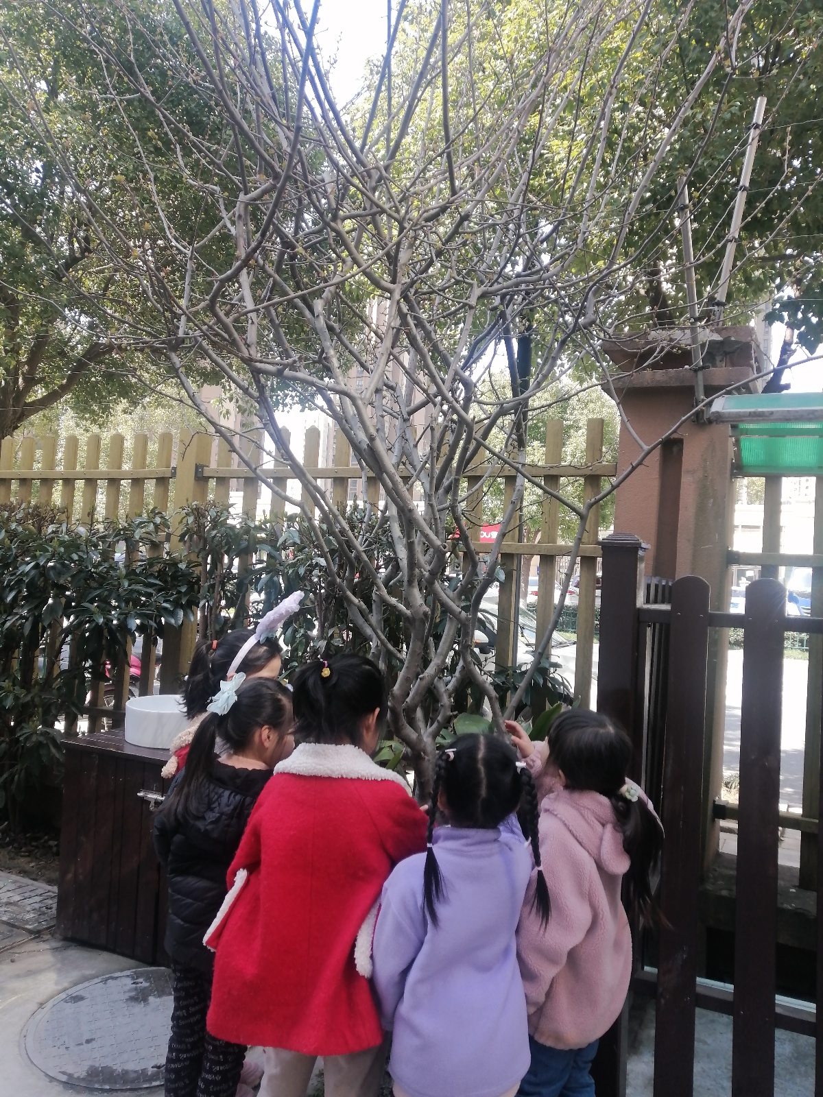 景汇幼甲来路园区:我的树朋友