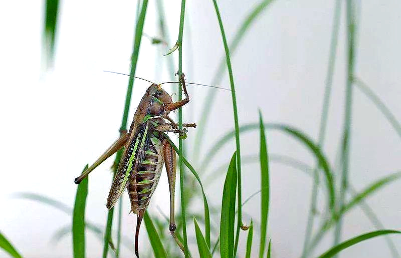 田野中的奇妙生物