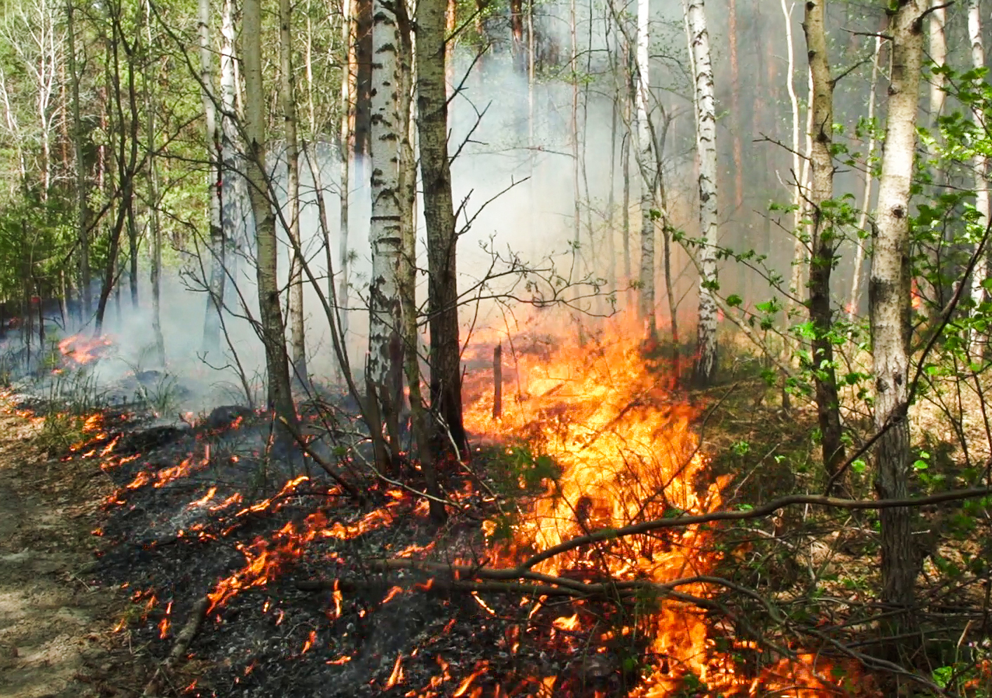 (4)俄罗斯西伯利亚地区林火持续