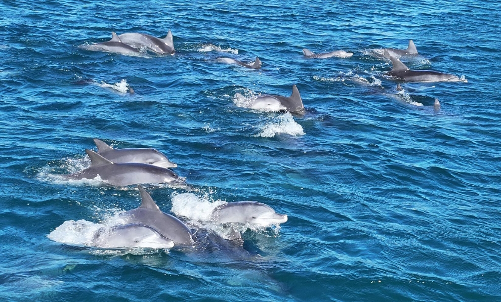 韩国济州岛海豚群逐浪嬉戏