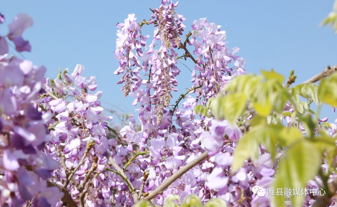 平岗镇赵新庄村:致富路上"葛花香"