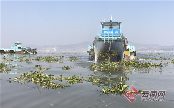 云南通海县启动杞麓湖湖内植物残体打捞项目
