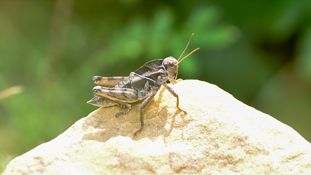 农村常见的十二种蚂蚱,你认识多少?它们学名又叫啥?