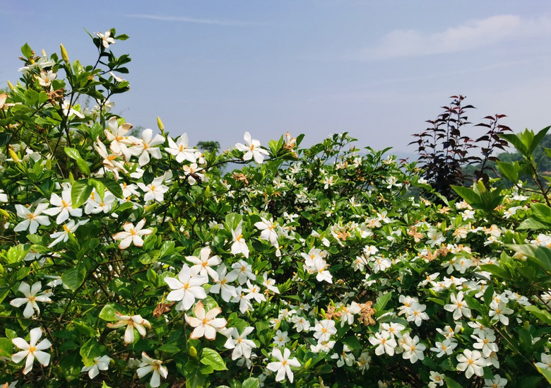 重庆主城区丨一片栀子花海,隔着屏幕都能闻到香气