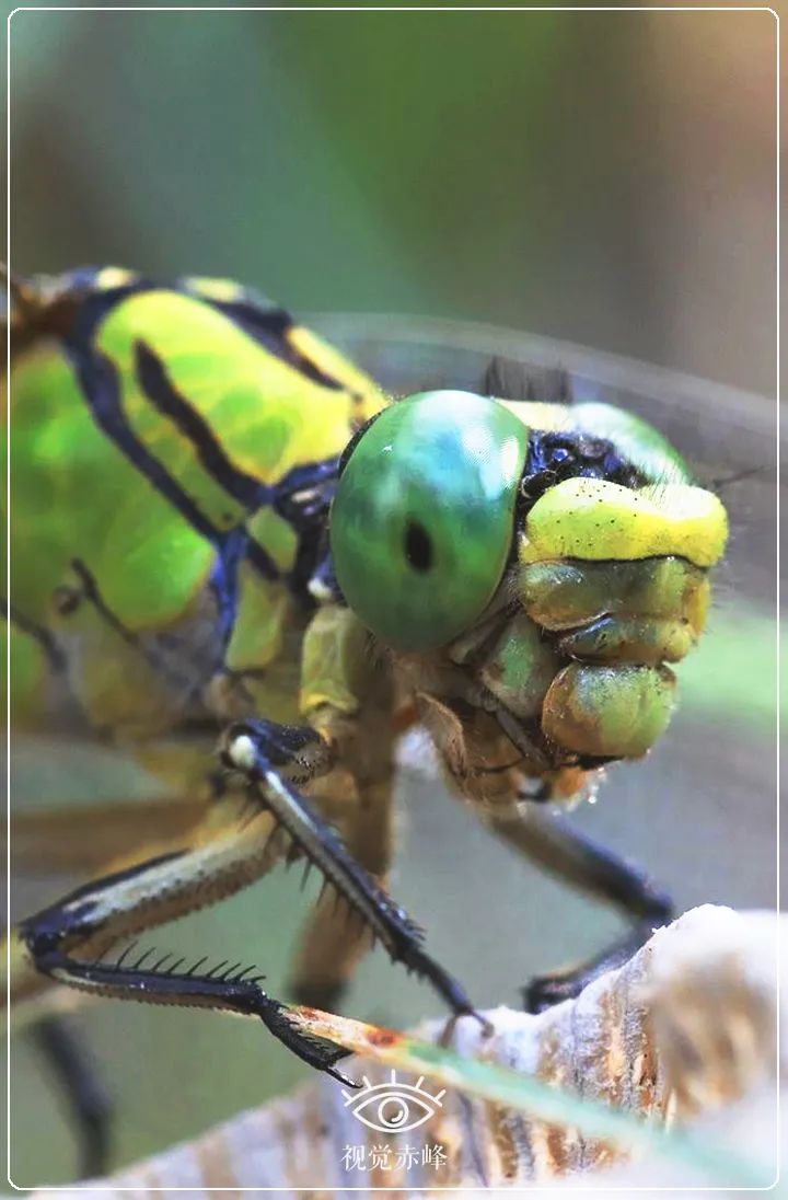 内蒙古赤峰市首次发现国家二级保护动物棘角蛇纹春蜓