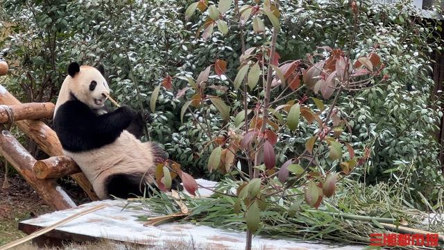 国宝大熊猫玩雪图片