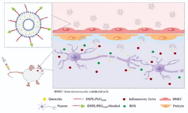 突破血脑屏障,改善小鼠认知能力!辽宁中医药发表重大研究成果