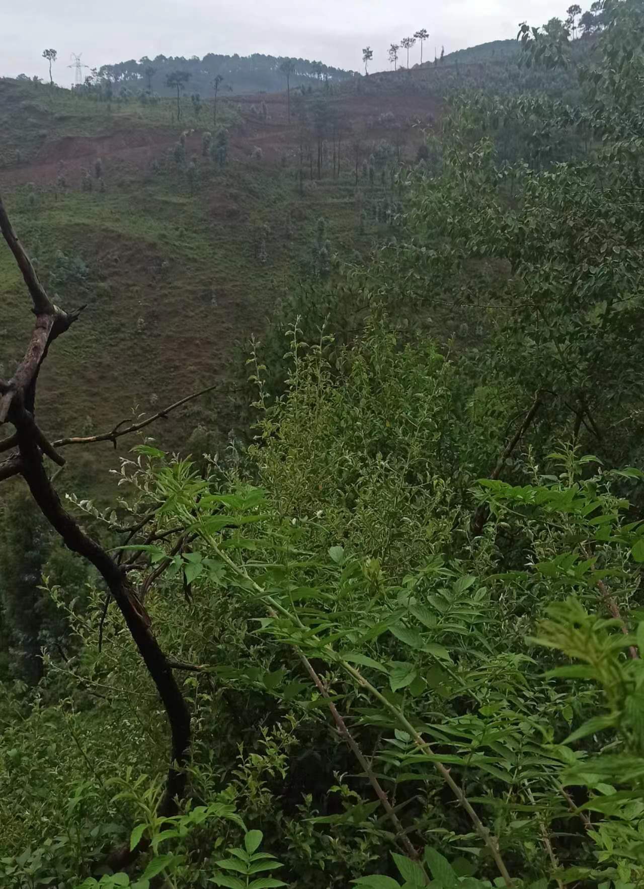 东风起,乡村春色胜过都市喧嚣