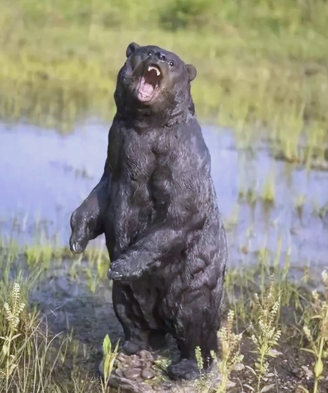 安省度假屋惊现黑熊咬人事件,女子惨遭袭击,尸体被严重破坏