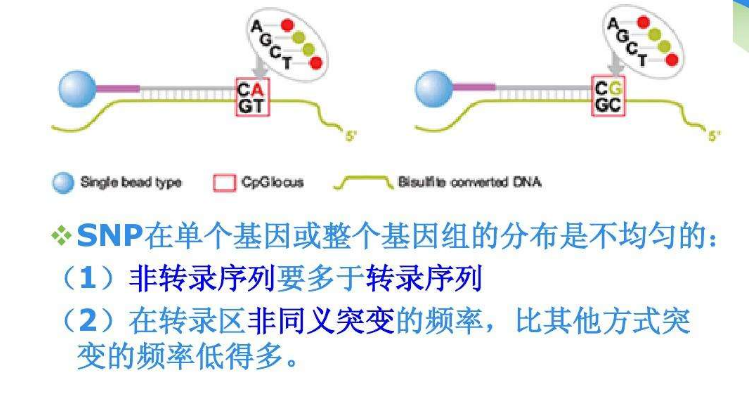 网络中snp是什么意思啊  第1张