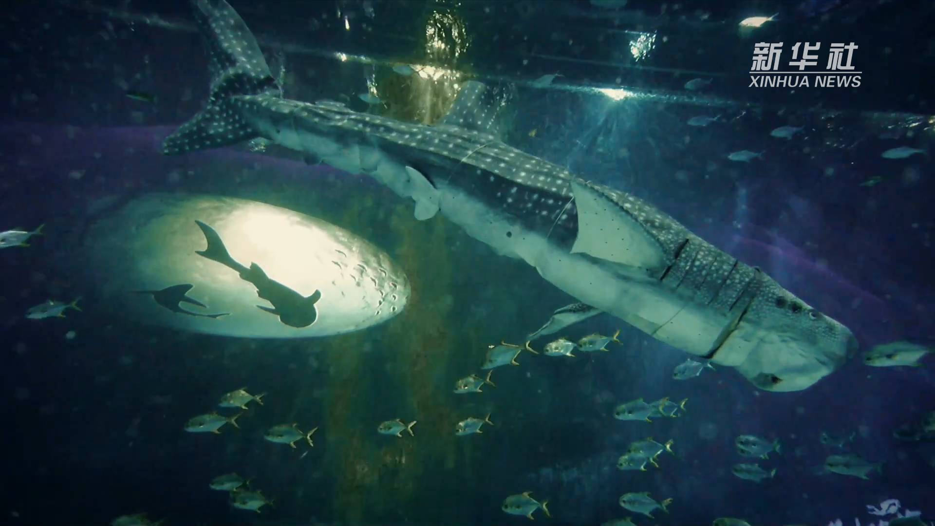 仿生鲸鲨亮相上海海昌海洋公园