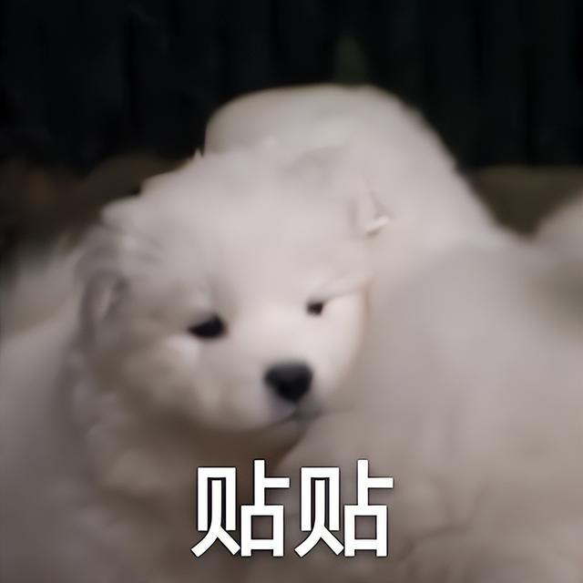「梗知识」—"贴贴"是什么梗?