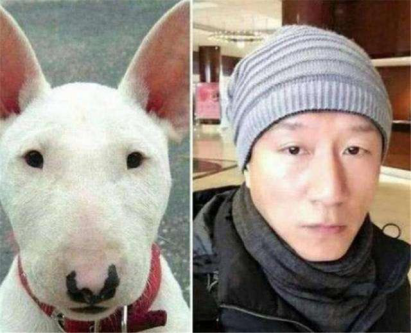 黄渤刘昊然撞脸柴犬?与狗狗撞脸的明星也太多了吧