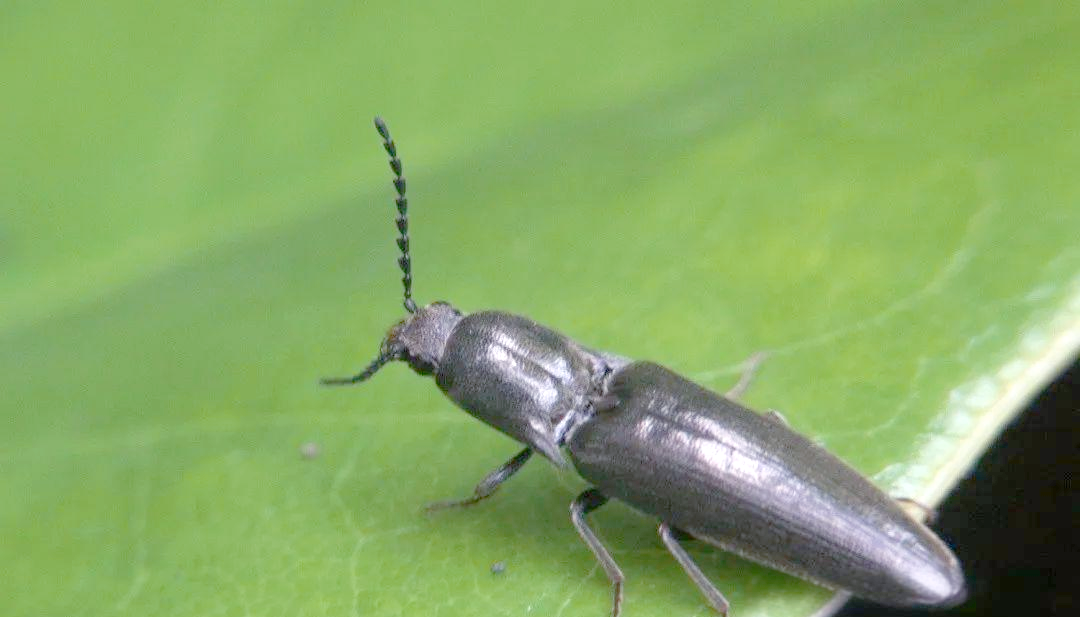 叩头虫:一种会"求饶"的甲虫,探索其独特的生活习性