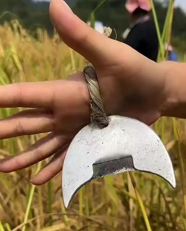 古老的香禾糯只有贵州黔东南在守护,这种摘刀已经很难见到