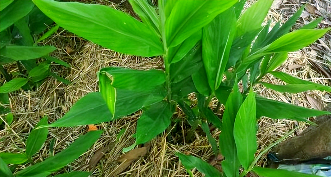 洋火姜:从昔日农村到现代餐桌的美味变迁