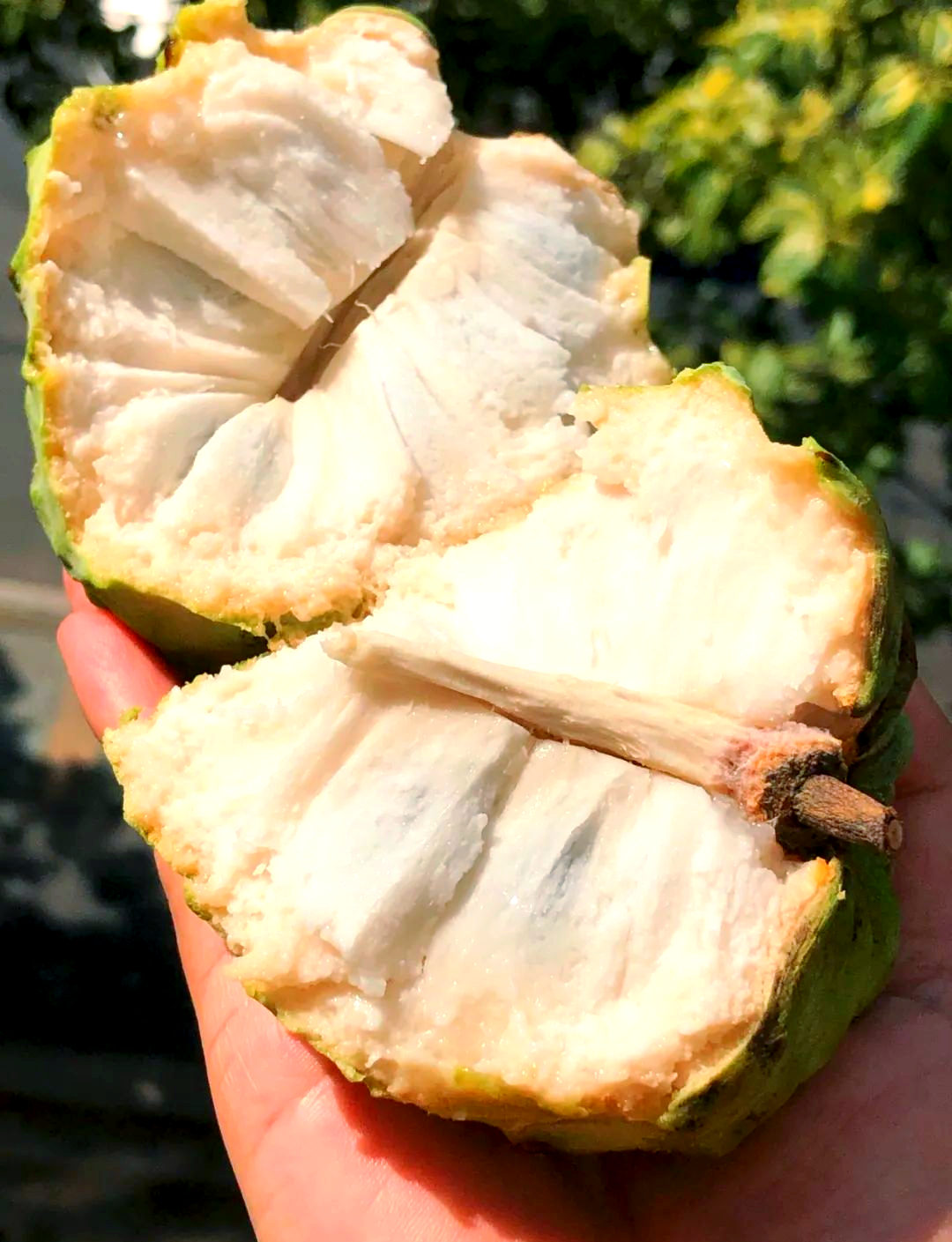 凤梨释迦果的甜蜜治愈,切开瞬间,口感丝滑浓郁!