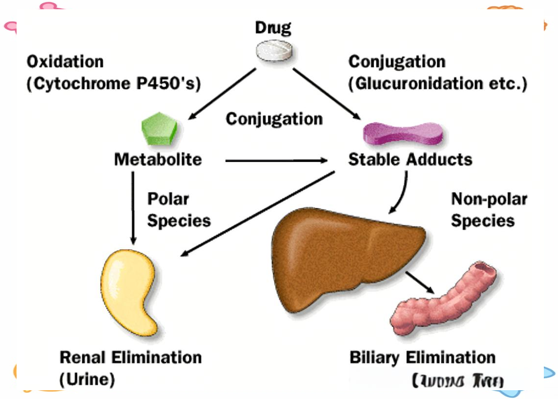 药物代谢动力学:药物在体内从吸收至排泄的全过程