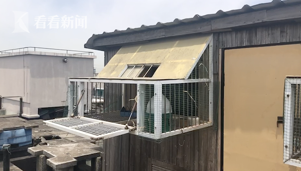 楼顶养鸽几十年居民饱受其害 有关部门:限期整改