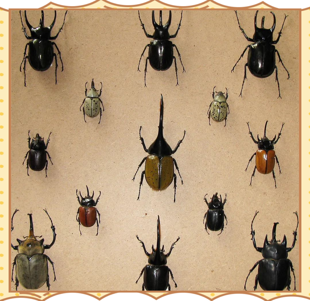 长戟大兜虫:力大无穷的甲虫之王