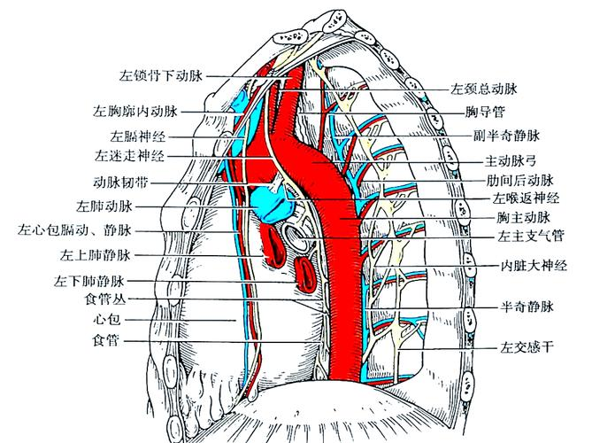 体检报告中的纵隔小结节:威胁,诊断与治疗