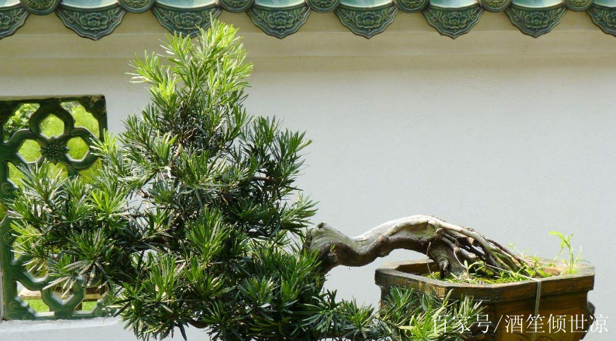 罗汉松造型盆景图片