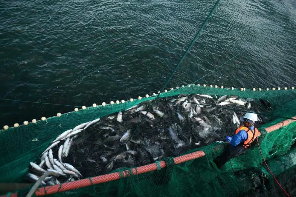 龙羊峡养殖淡水虹鳟鱼占据半壁江山,并几乎独占出口市场!