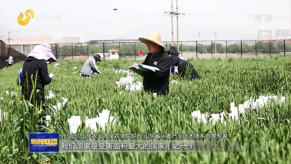 「了不起的山东」孔令让团队:二十年磨一剑 找到"小麦癌症"克星