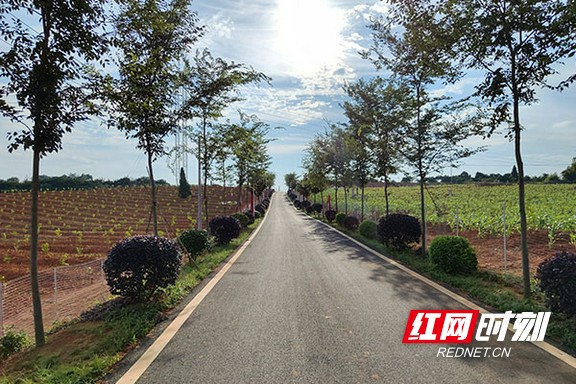 群众信任的致富带头人——记沅江市新湾镇桥北村党总支部书记,村主任