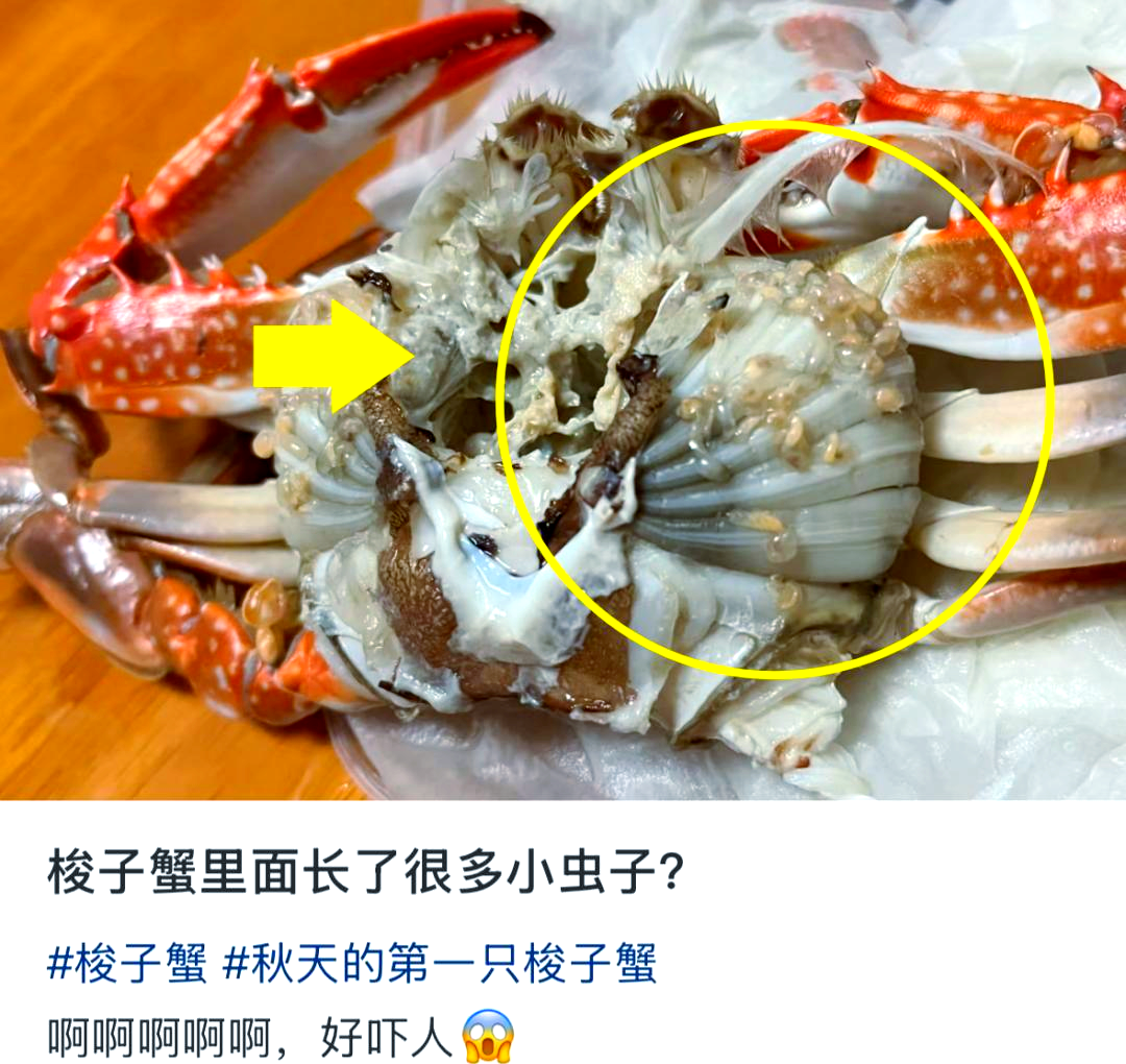 立秋之蟹:从粉色小虫到藤壶的奥秘