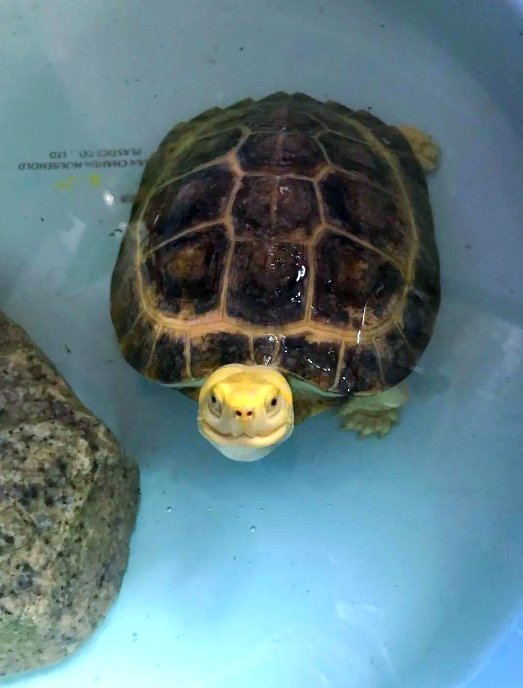 庙龟的饲养挑战:如何在北方成功培育?