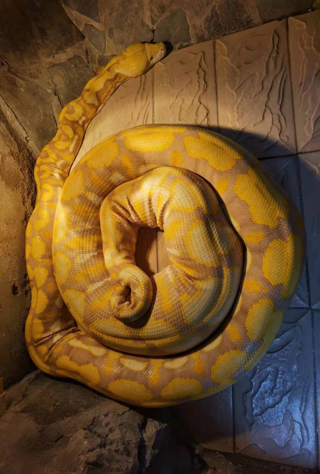 12岁薰衣草网纹蟒产下47枚蛇蛋 预计夏天出生