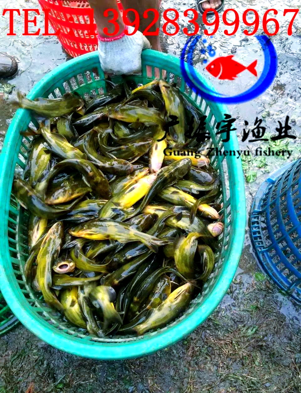 黄颡鱼苗批发及销售服务