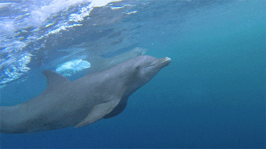 坐小火车赏樱出海观野生海豚开启九州春日铁道巡礼