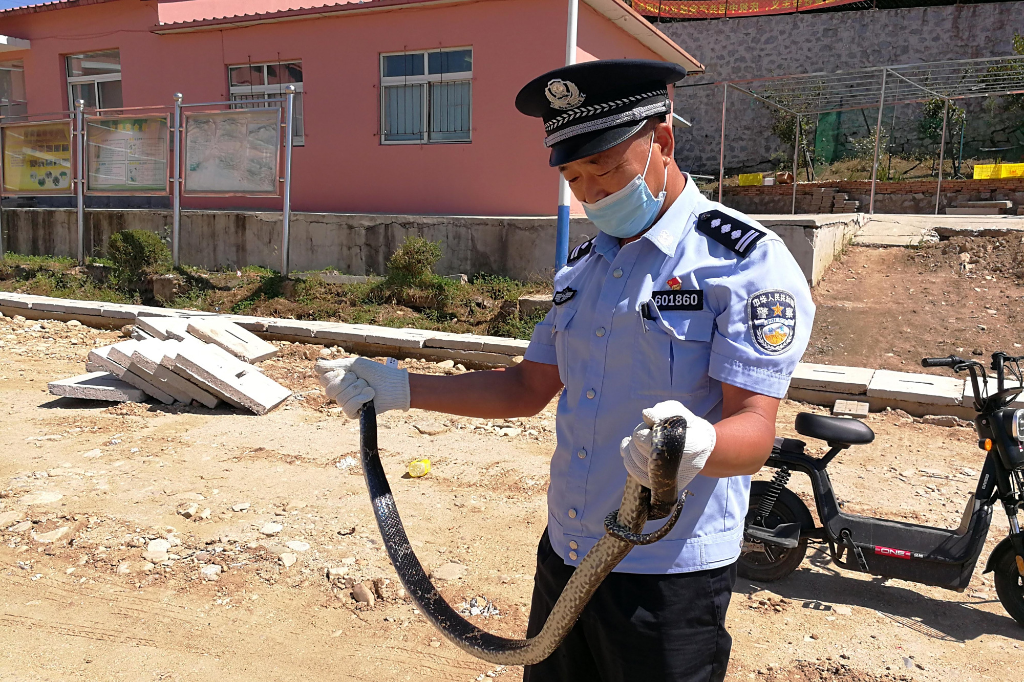 民警化身"捕蛇达人" 徒手抓蛇化危机