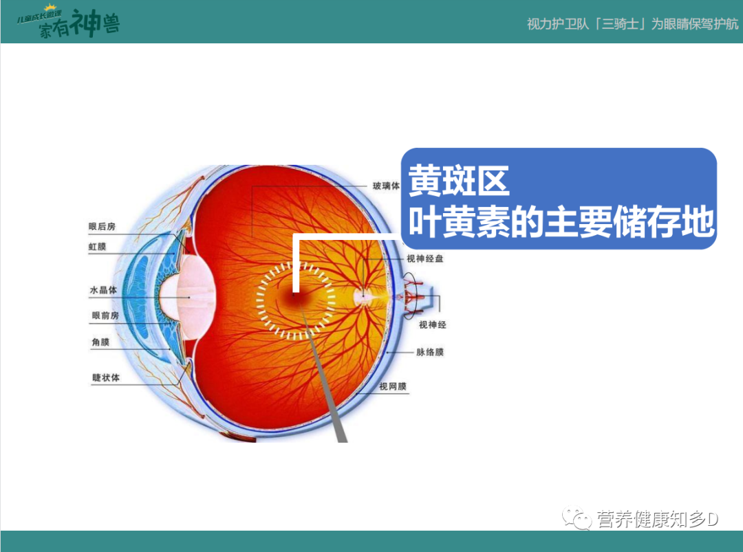 家有神獸|第十課:視力護衛隊「三騎士」,為眼睛保駕護航