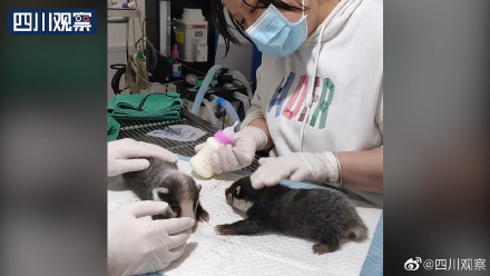 猪獾子幼崽照片图片