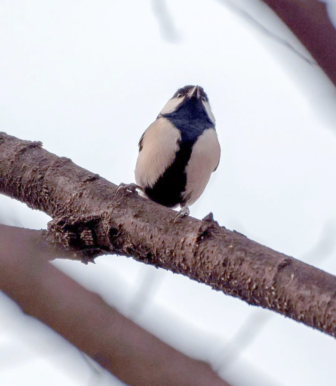 探索远东山雀的奥秘世界