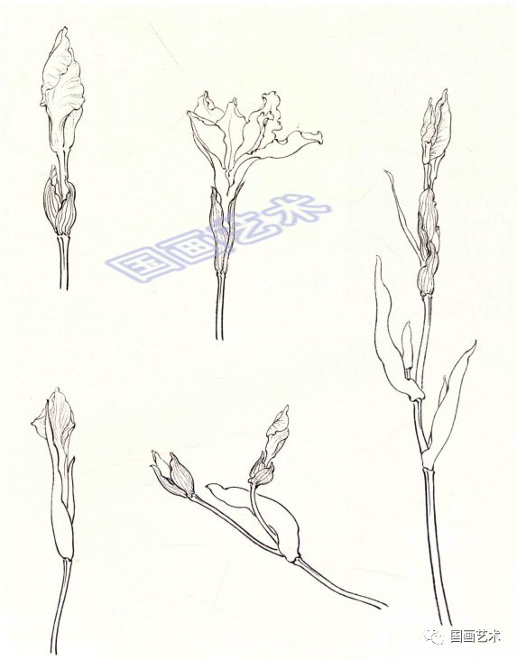 一学就会画工笔鸢尾花