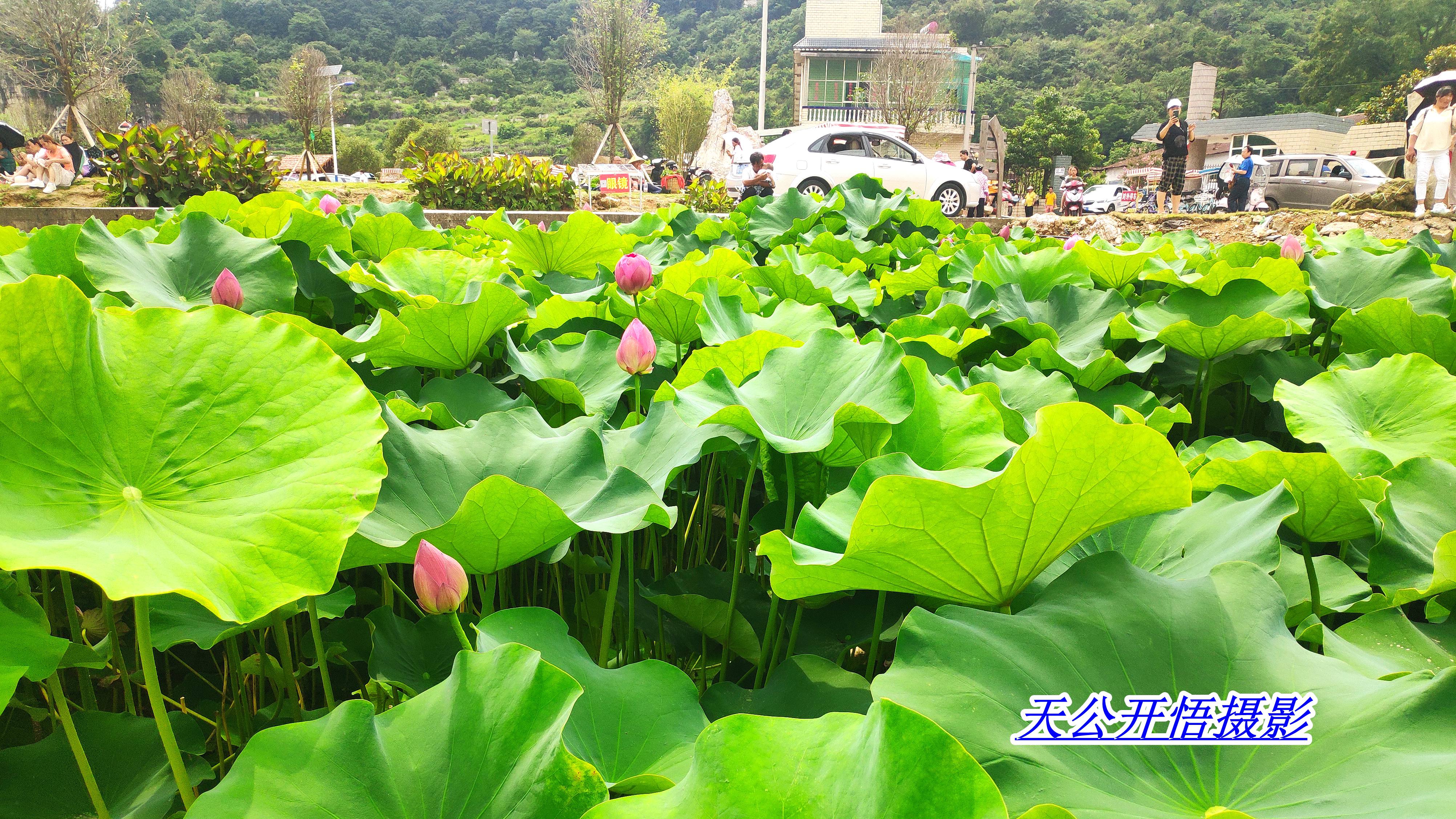 贵州安顺十里荷廊风景区介绍