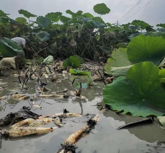 漢川汈汊湖畔採藕忙