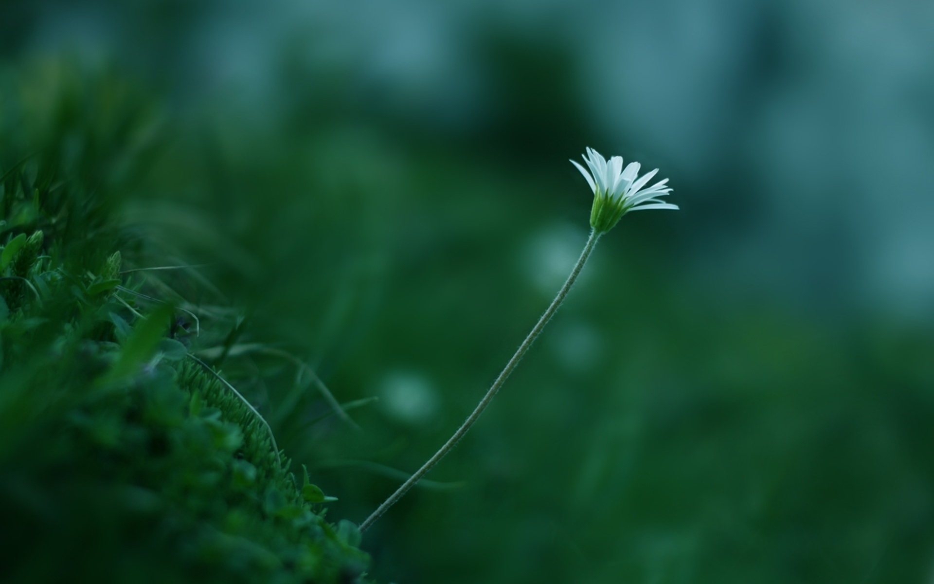 唯美淡雅背景图片简约图片