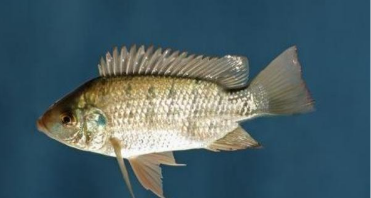 金凤鱼 是什么鱼